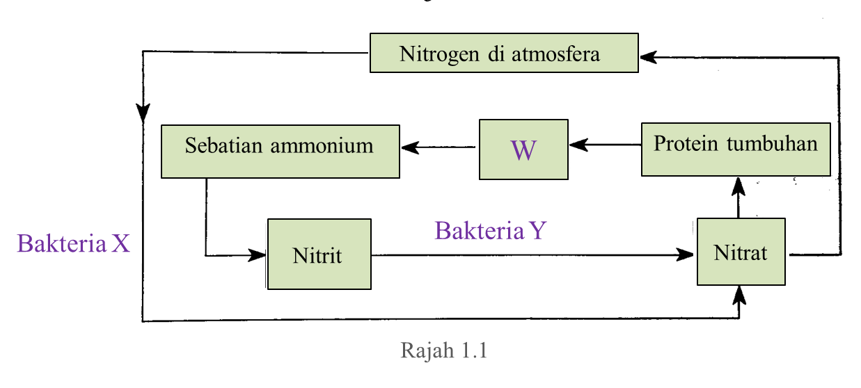 (Tingkatan 5) 2.4.3 Kitar Nitrogen (Soalan Subjektif 