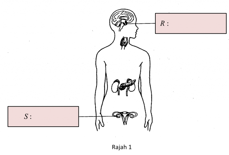 2 11 5 Koordinasi Hormon dalam Badan Soalan  Subjektif 