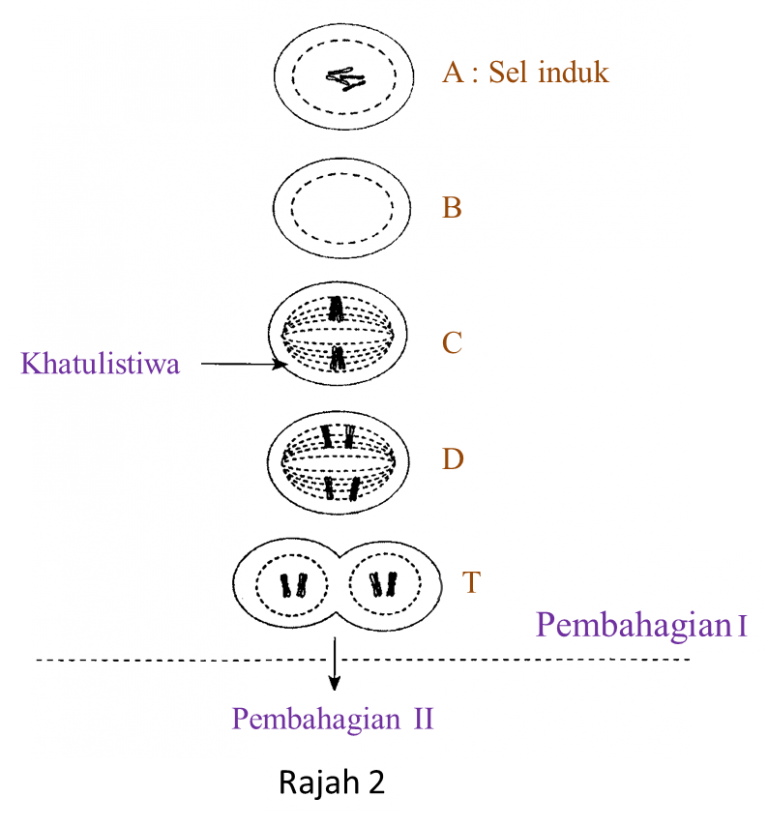 Pembahagian Sel (Soalan Subjektif) - Sains SPM