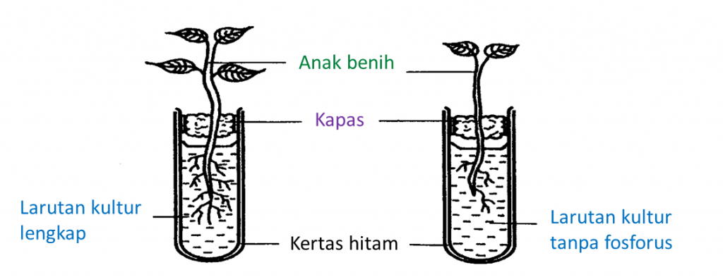 (Tingkatan 5) 2.4.2 Keperluan Nutrien oleh Tumbuhan (Soalan Subjektif