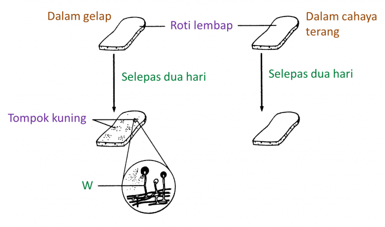 (Tingkatan 5) 1.9.2b Faktorfaktor yang Mempengaruhi Pertumbuhan